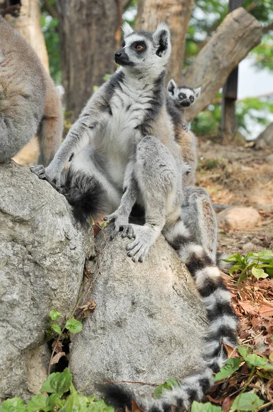 Halka Kuyruklu Lemurlar Tek Bir Yavru Doğurur Ama Yiyecek Bolsa — Stok fotoğraf