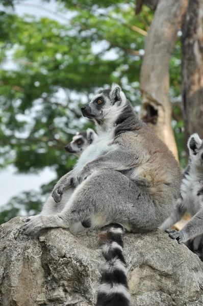 Každý Lemur Kroužkovým Ocasem Ocase Přesně Střídavých Černo Bílých Pruhů — Stock fotografie