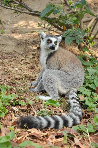 Każdy Lemur Okrągłym Ogonie Dokładnie Naprzemiennie Czarno Białych Pasm Ogonie — Zdjęcie stockowe