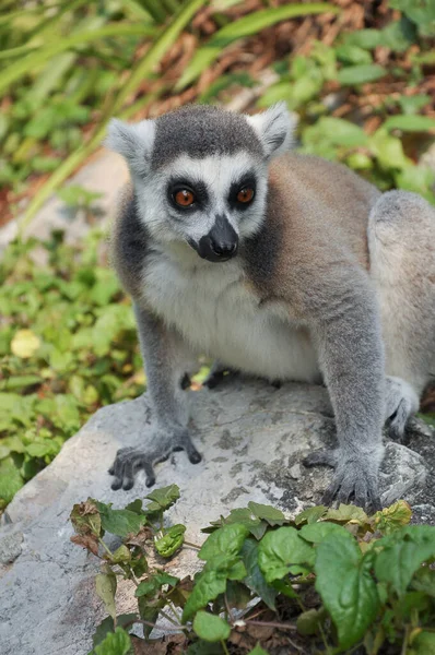 Ogni Lemure Dalla Coda Anello Esattamente Bande Bianche Nere Alternate — Foto Stock