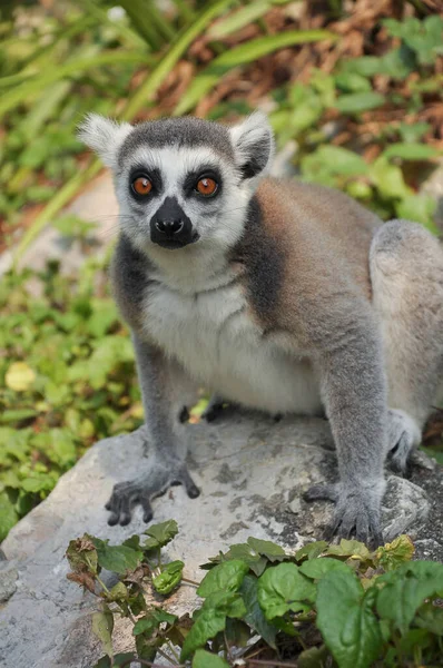 Každý Lemur Kroužkovým Ocasem Ocase Přesně Střídavých Černo Bílých Pruhů — Stock fotografie