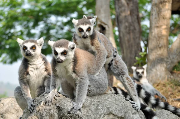 Los Lémures Cola Anillada Dan Luz Una Descendencia Pero Los — Foto de Stock