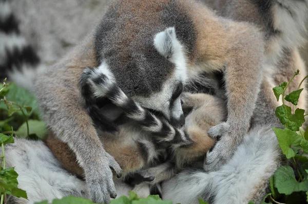 Halka Kuyruklu Lemurlar Tek Bir Yavru Doğurur Ama Yiyecek Bolsa — Stok fotoğraf