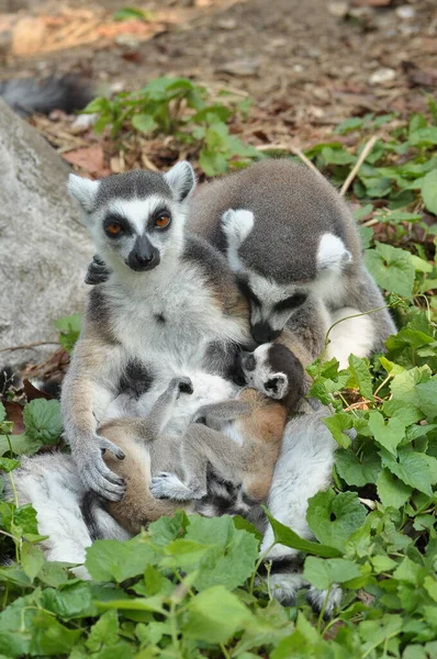 여우원숭이는 마리의 새끼를 낳지만 먹이가 쌍둥이는 빈번하게 수있다 — 스톡 사진