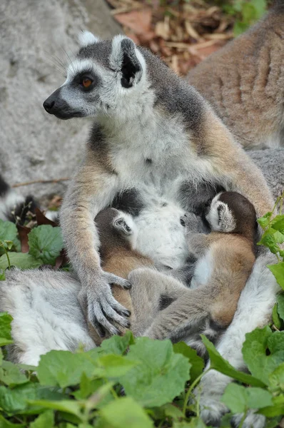 环尾狐猴产下一个后代 但如果食物充足 双胞胎可能很常见 — 图库照片