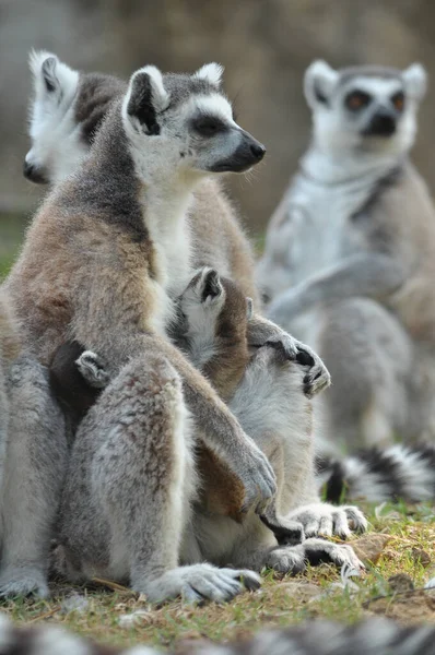 Ring Tailed Lemurs Give Birth One Offspring Twins Can Frequent — Stock Photo, Image