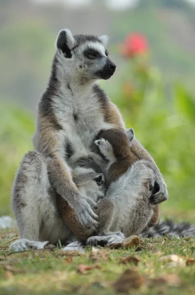 Los Lémures Cola Anillada Dan Luz Una Descendencia Pero Los — Foto de Stock