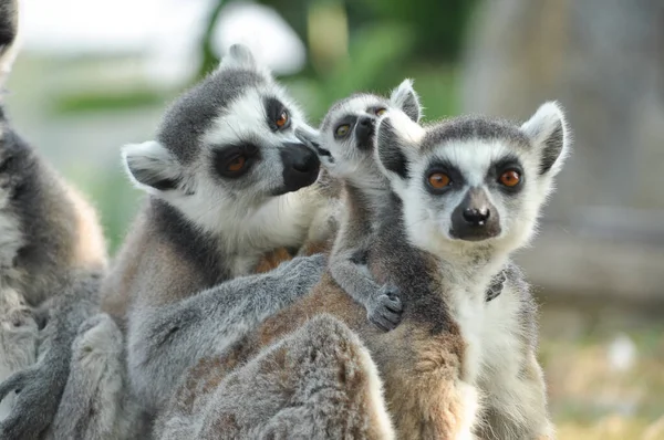 Halka Kuyruklu Lemurlar Tek Bir Yavru Doğurur Ama Yiyecek Bolsa — Stok fotoğraf