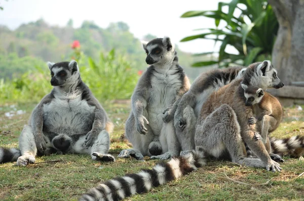 Lemuri Coda Anello Danno Alla Luce Una Prole Gemelli Possono Foto Stock