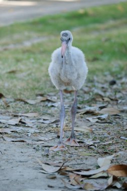 Flamingolar gri tüylerle doğar ve yavaş yavaş pembeye dönüşürler çünkü besinleri kanthaxanthin içerir, salamura karides ve mavi-yeşil algler gibi..