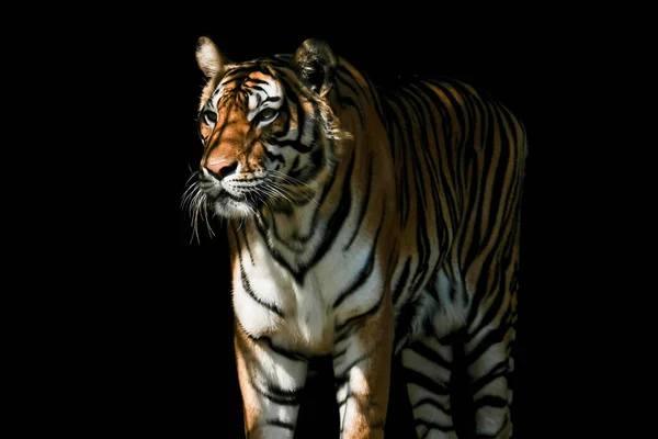 tigre dentro a escuro. 3d Renderização, 3d ilustração., ai