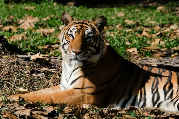 Tigre Descansando Sobre Hierba —  Fotos de Stock