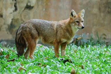 Gündüz vakti Altın Çakal 'ın farklı eylemleri. Çimlerin üzerinde duran altın çakal