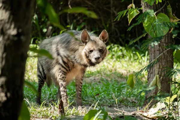 条纹鬣狗的头很大 有黑眼睛 有浓密的鼻孔 耳朵又大又尖 — 图库照片