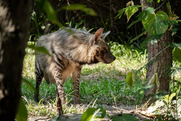 Las Hienas Rayadas Tienen Una Cabeza Ancha Con Ojos Oscuros —  Fotos de Stock