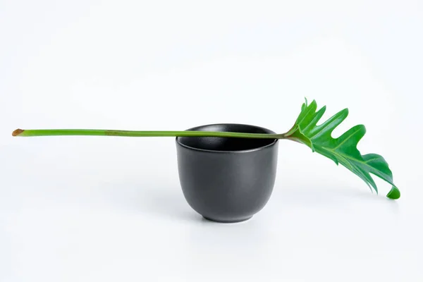 緑のフィロデンドロンザナドゥは黒のカップに置かれ 白い背景に飾られた人気のある葉 — ストック写真