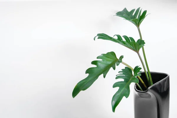 Fogliame Popolare Verde Philodendron Xanadu Ornato Decorato Sfondo Bianco — Foto Stock