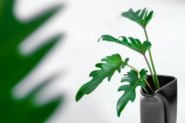 Fogliame Popolare Verde Philodendron Xanadu Ornato Decorato Sfondo Bianco — Foto Stock