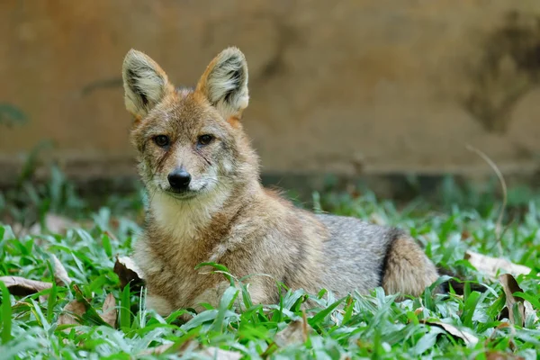 Different actions of the golden jackal during the day. Golden jackal resting on lawn