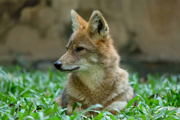 Different actions of the golden jackal during the day. Golden jackal resting on lawn