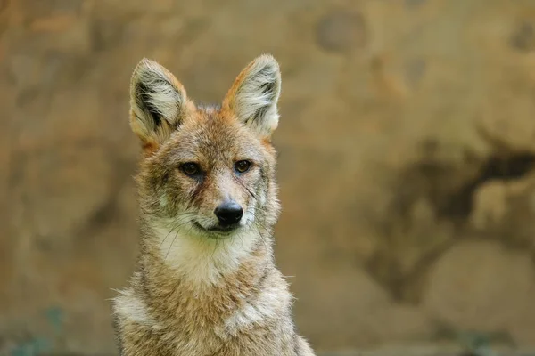 Different actions of the golden jackal during the day. Close up of golden jackal face