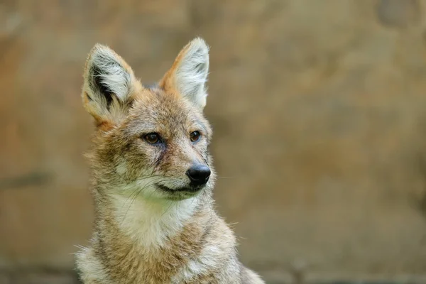 Different actions of the golden jackal during the day. Close up of golden jackal face