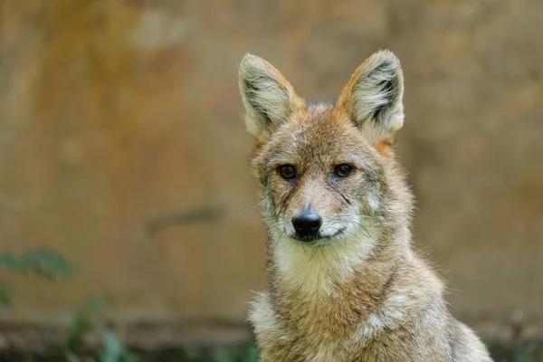 Different actions of the golden jackal during the day. Close up of golden jackal face