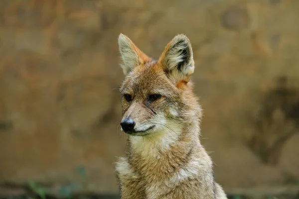 Different actions of the golden jackal during the day. Close up of golden jackal face