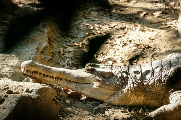 Falso Gharial Tomar Banho Sol Manhã Para Aquecer — Fotografia de Stock