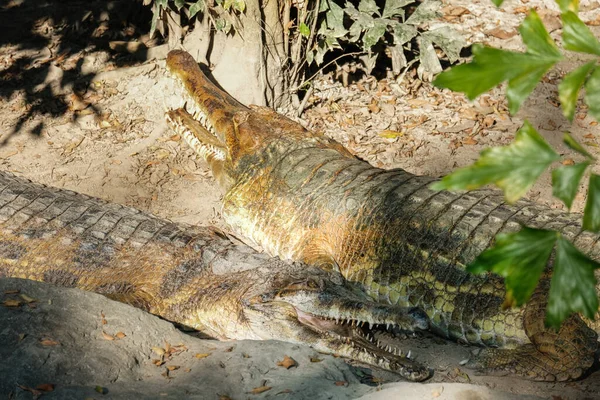 Falso Gharial Tomar Banho Sol Manhã Para Aquecer — Fotografia de Stock