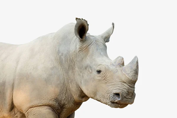 Action White Rhinoceros Isolated Whited Background — Stock Photo, Image