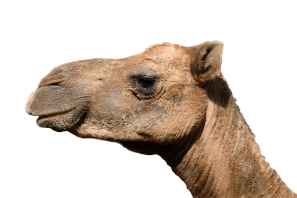 Close Photo Camel Face Isolated White Background — Stock Photo, Image