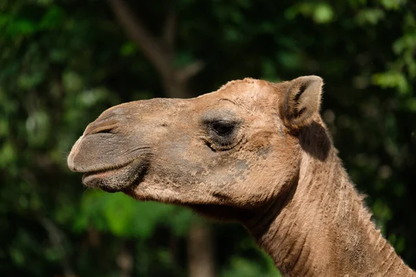 Close Photo Camel Face — Stock Photo, Image