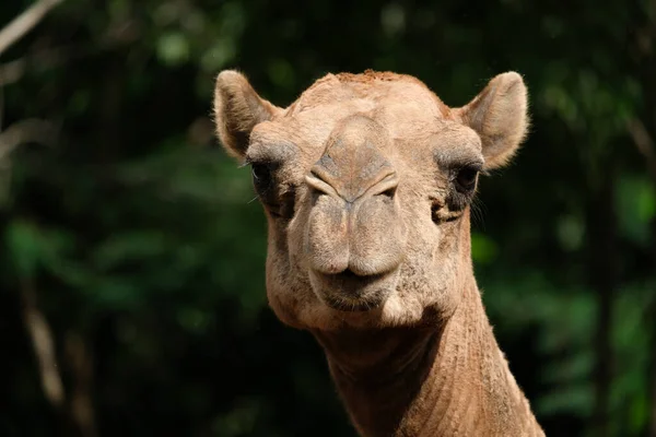 ラクダの顔のクローズアップ写真 — ストック写真