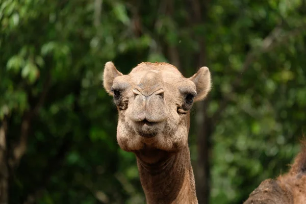 Close Photo Camel Face — Stock Photo, Image