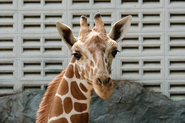 Close Photo Giraffe Face — Stock Photo, Image