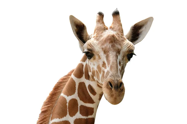 Foto Primo Piano Della Faccia Della Giraffa Isolata Sfondo Bianco — Foto Stock