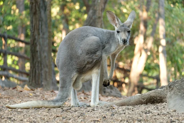 Uma Canguru Fêmea Tem Joey Crescer Bolsa — Fotografia de Stock