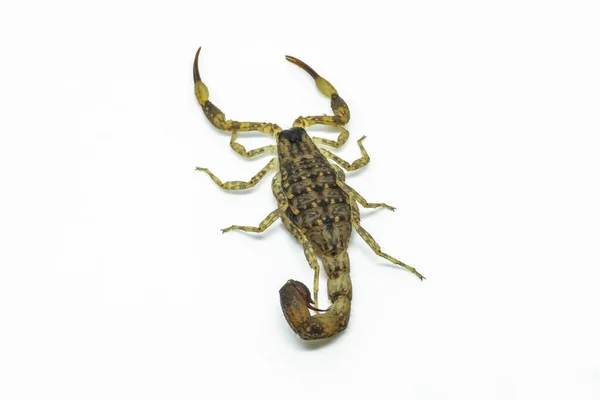 Kínai Úszás Skorpió Tartják Legelterjedtebb Leggyakoribb Skorpió Faj Egész Délkelet — Stock Fotó