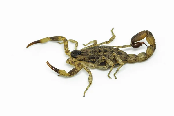 Chiński Skorpion Pływacki Jest Uważany Najbardziej Rozpowszechnione Powszechne Gatunki Skorpionów — Zdjęcie stockowe