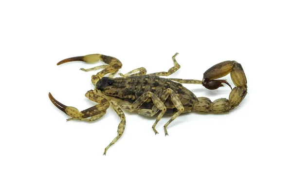 Chiński Skorpion Pływacki Jest Uważany Najbardziej Rozpowszechnione Powszechne Gatunki Skorpionów — Zdjęcie stockowe