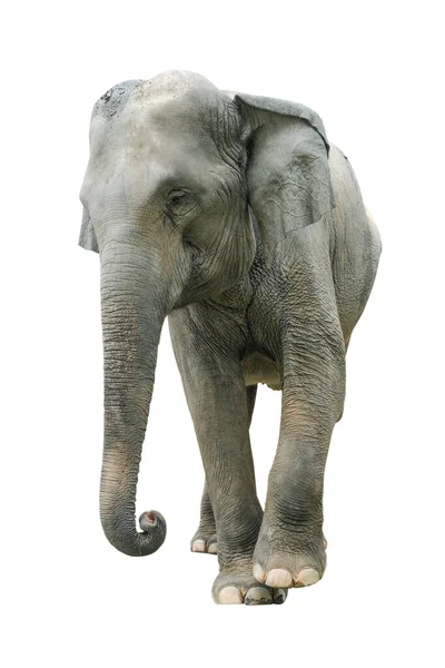 白い背景に孤立した象 象は地球上で最大の陸生哺乳類であり はっきりと巨大な体 大きな耳 長い幹を持っています ストック写真