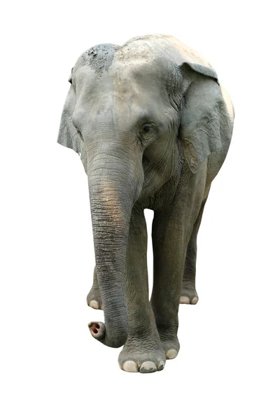 白い背景に孤立した象 象は地球上で最大の陸生哺乳類であり はっきりと巨大な体 大きな耳 長い幹を持っています ストックフォト