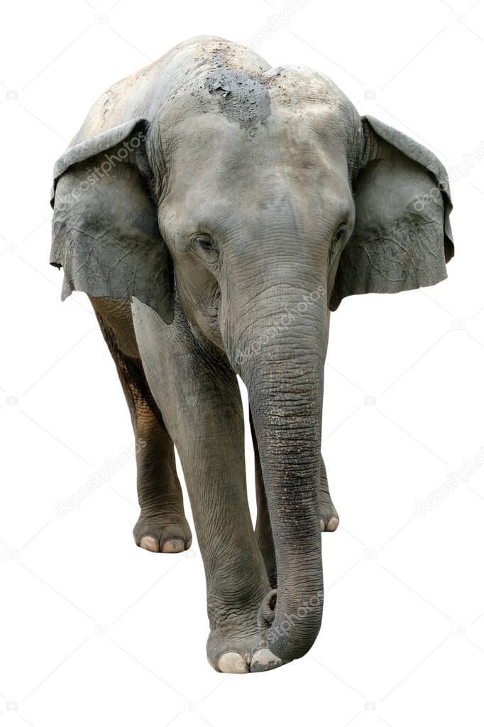 Elephant isolated on white background.Elephants are the largest land mammals on earth and have distinctly massive bodies, large ears, and long trunks.