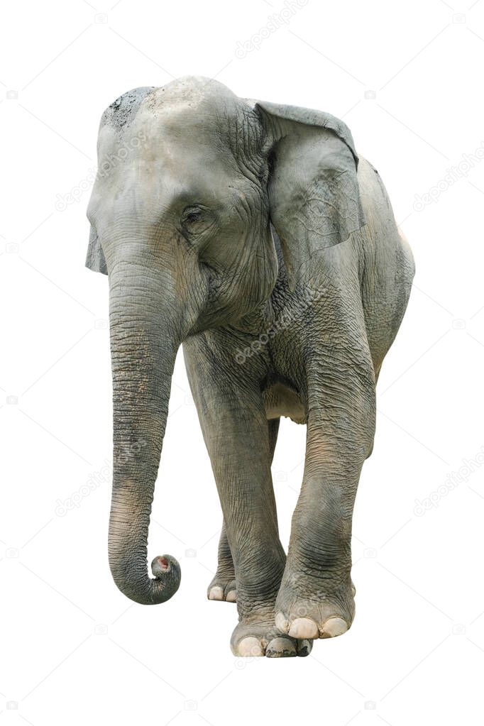 Elephant isolated on white background. Elephants are the largest land mammals on earth and have distinctly massive bodies, large ears, and long trunks.