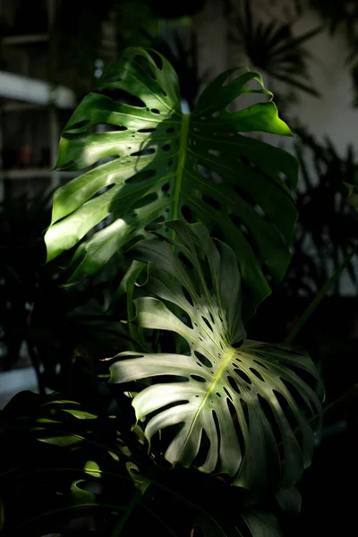 Monstera Leaves Sunlight Shines Roof — Stock Photo, Image