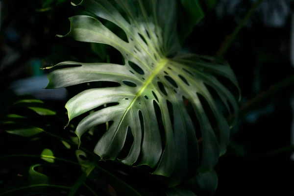 Monstera Mientras Luz Del Sol Brilla Desde Techo — Foto de Stock