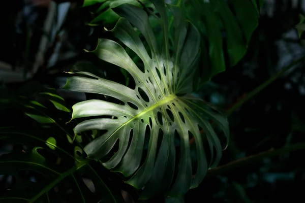 Monstera Mientras Luz Del Sol Brilla Desde Techo — Foto de Stock