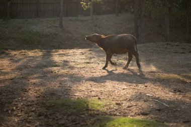 Bufalo çamura battıktan sonra ağacın altında dinleniyor..