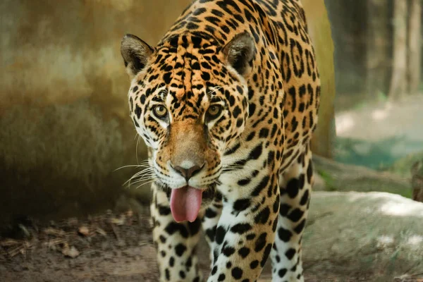 Jaguar Est Tigre Puissant Très Bon Pour Attraper Des Proies — Photo
